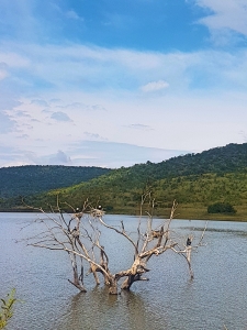 Some of Pilanesberg's birdlife