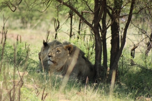 Two male lions in Pilanesberg