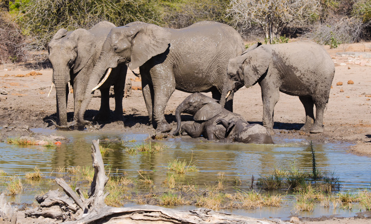 Baby Elephants playing in the mud at Kruger