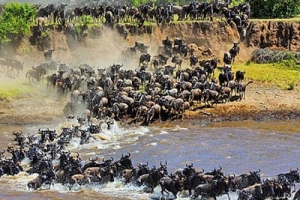 Migration Mara river crossing 