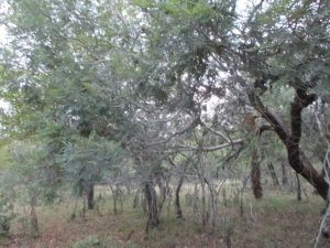 Veld bush walk Marcs Camp