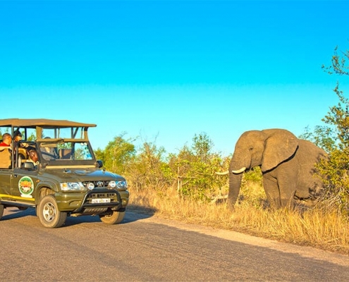 Game drive in Kruger National Park