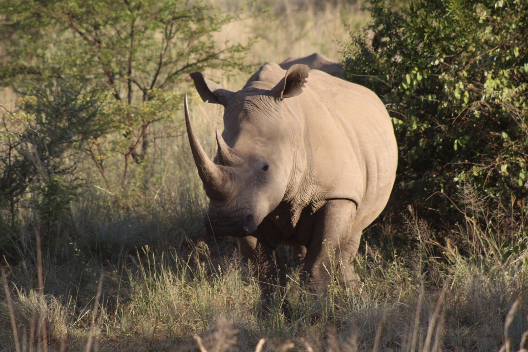 rhino sighting