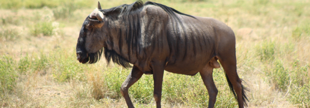 Pilanesberg-wildebesst