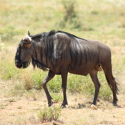 Pilanesberg-wildebesst