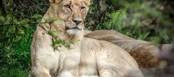 Lions