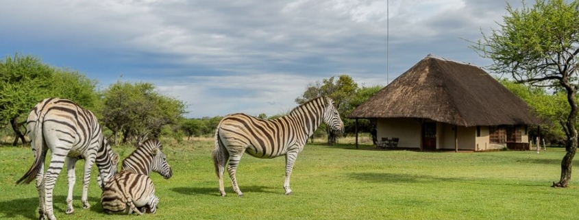 Zebras at Dinokeng Lodge