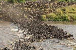 Grumeti River Crossing