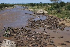 Wildebeest Drownings