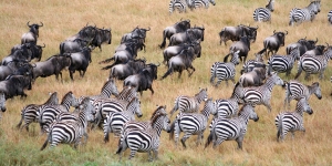 Wildebeest and Zebra migration