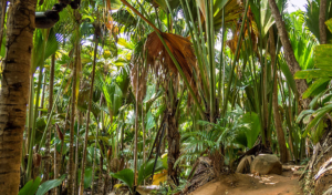 Vallee de Mai Praslin SC